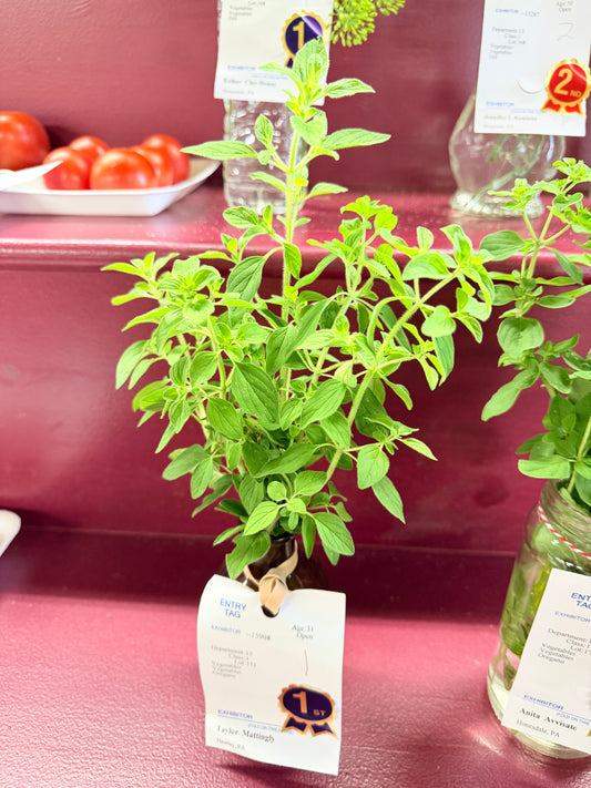Oregano Tincture