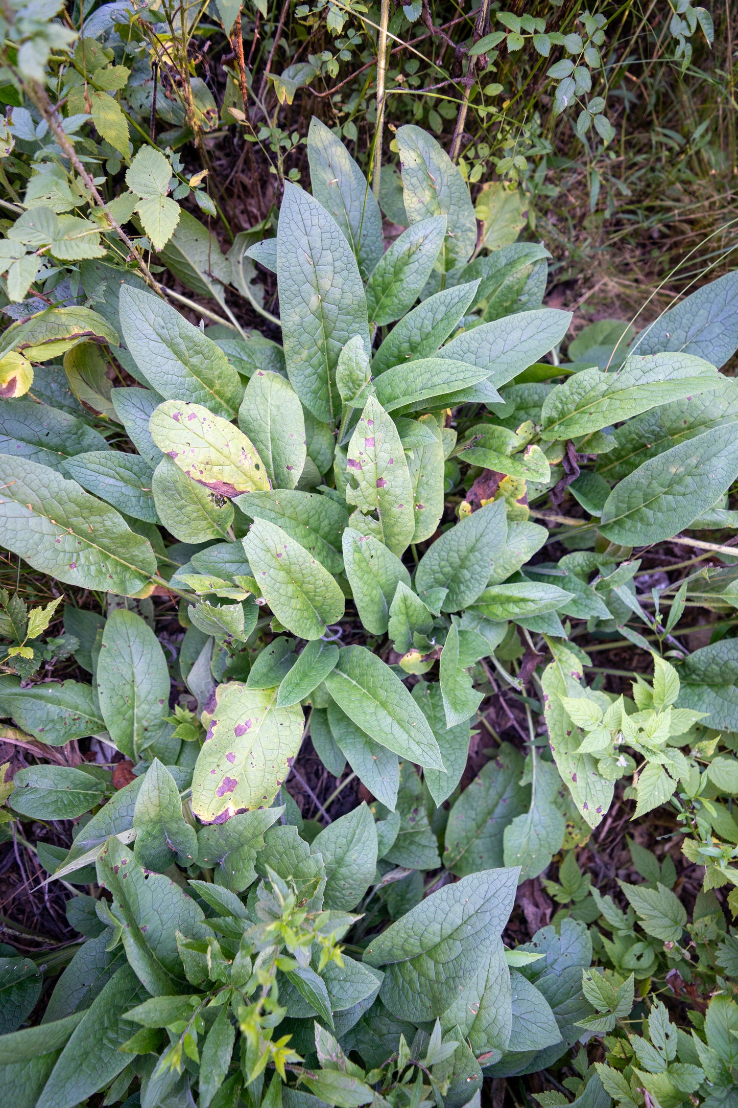 Mullein Tincture