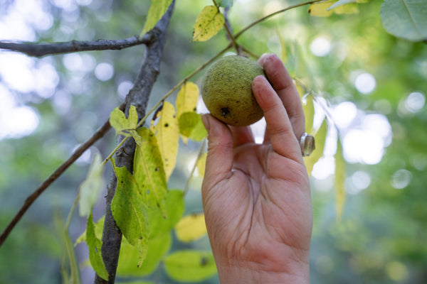 Exodus Parasite Cleanse - A Deeper Dive