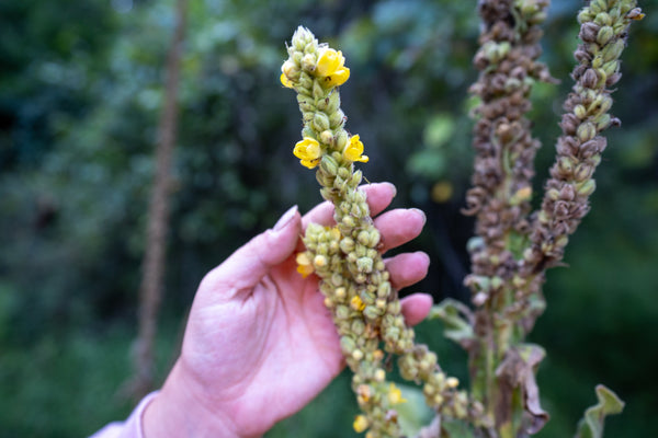 Mullein Tincture - A Deeper Dive