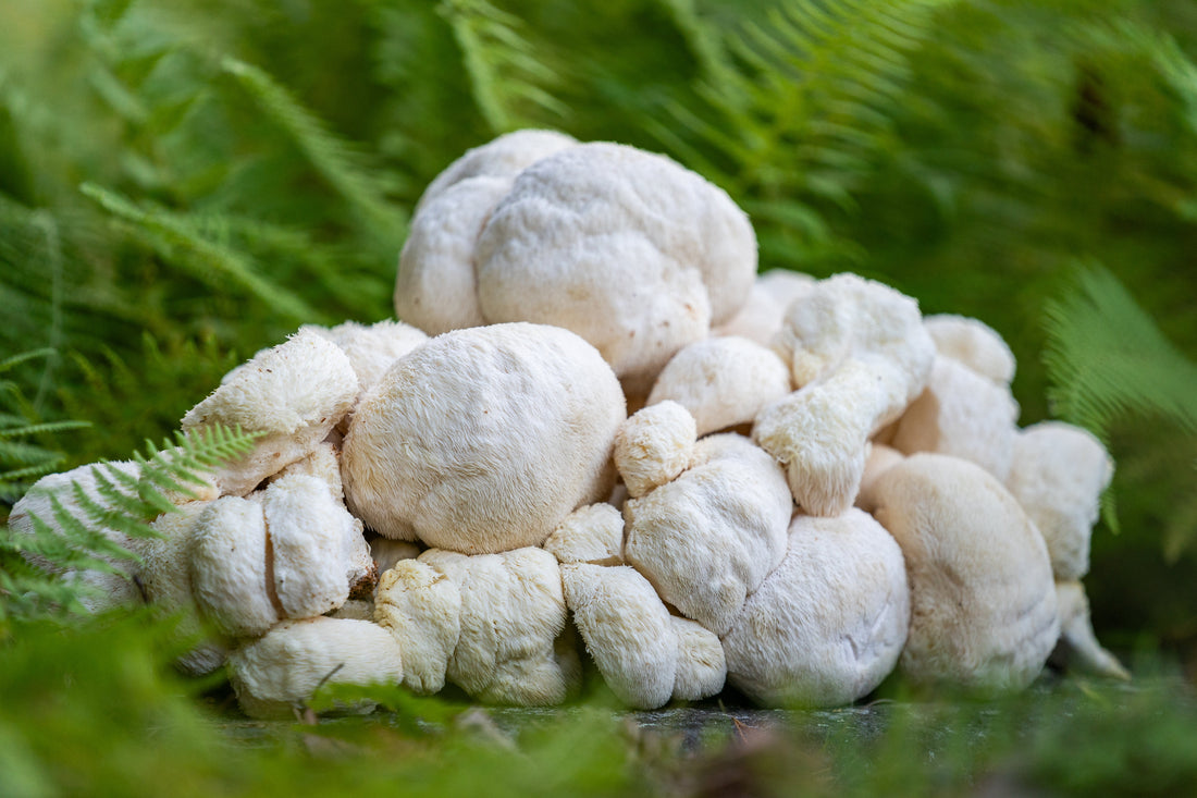 Lion's Mane Mushroom Tincture - A Deeper Dive