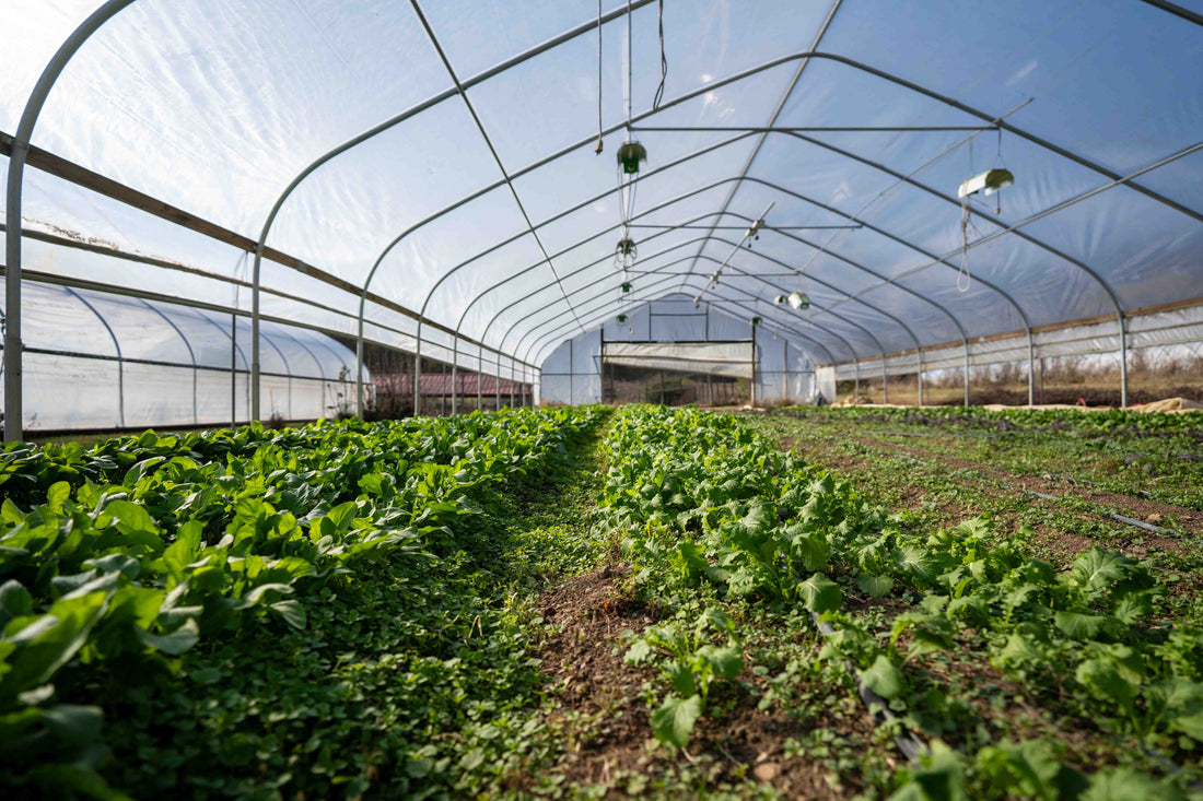 Bloomsbury Farm Fridays