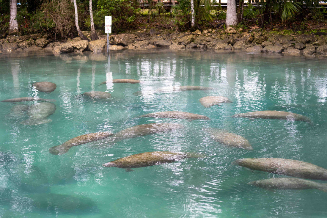 Florida Manatee Festival in Crystal Springs
