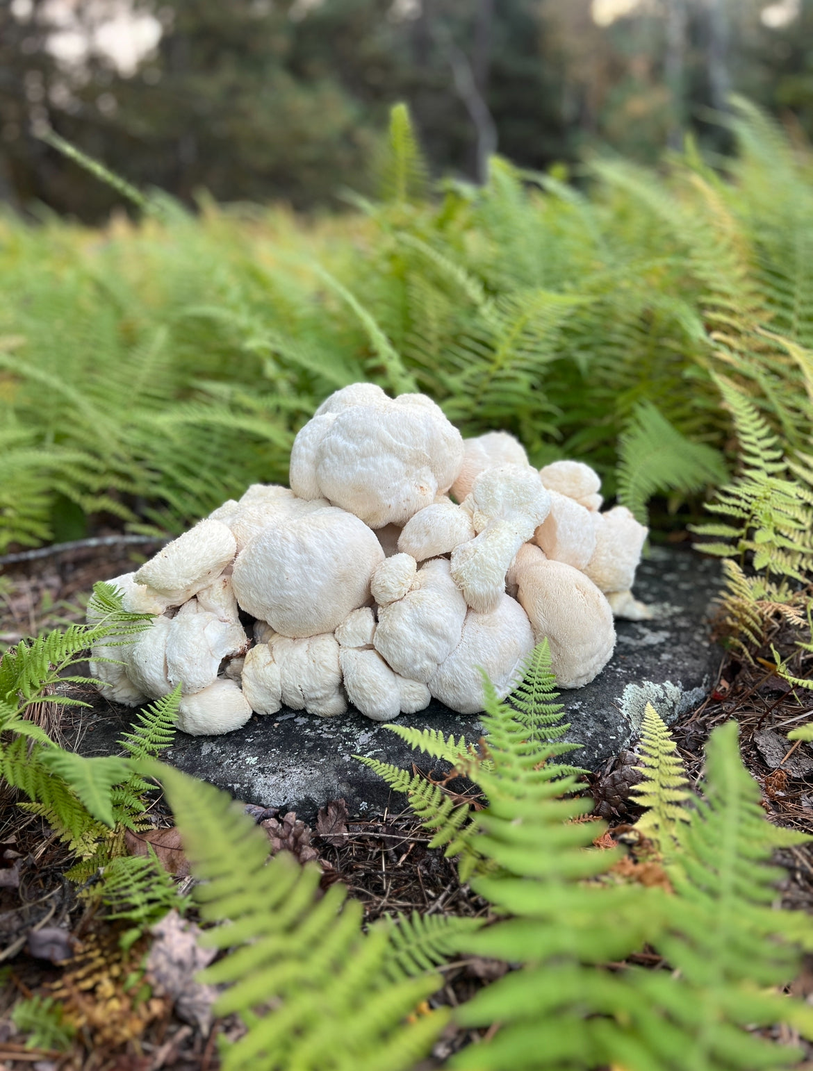 Lion's Mane Tincture