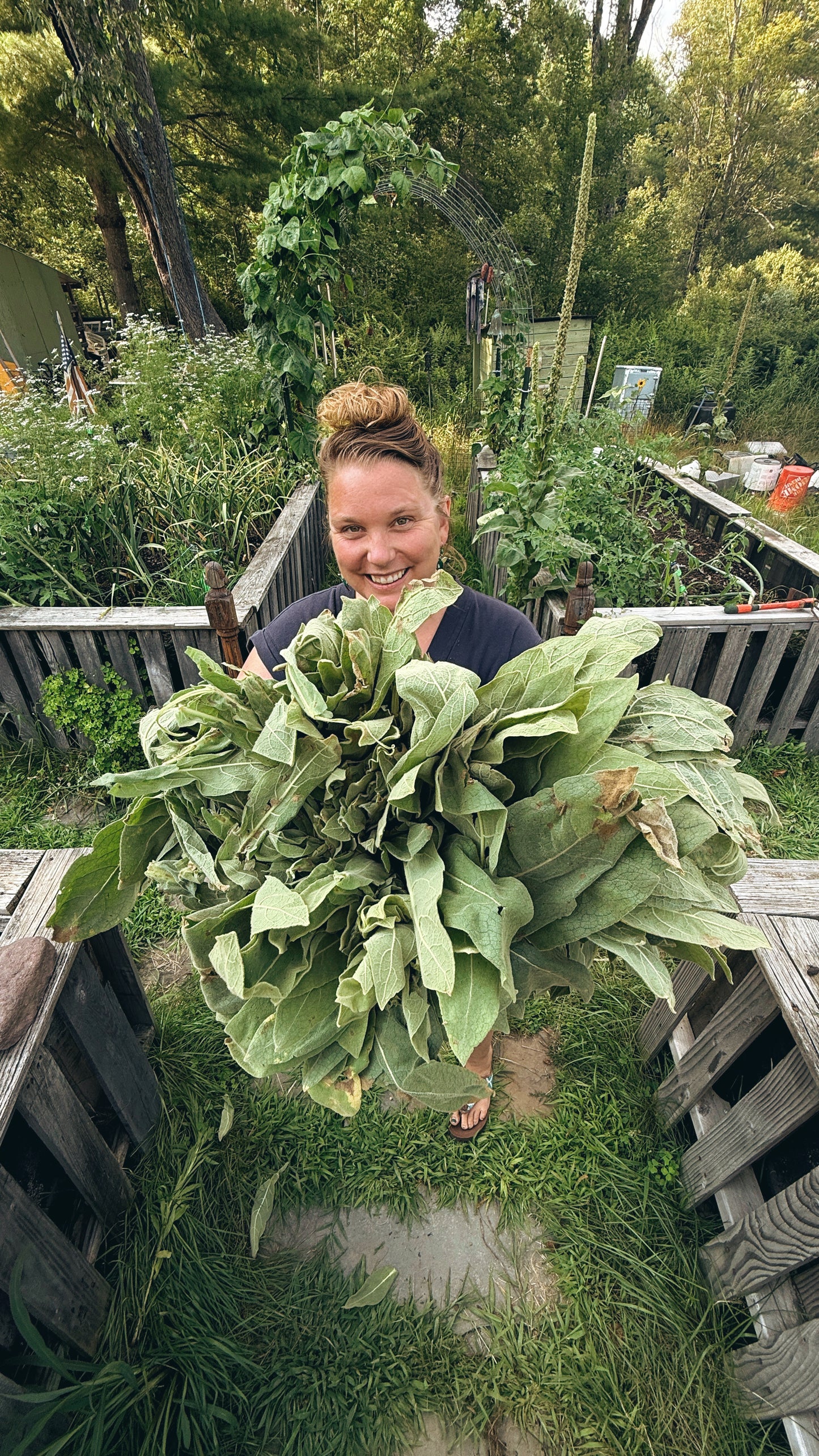 Mullein Tincture