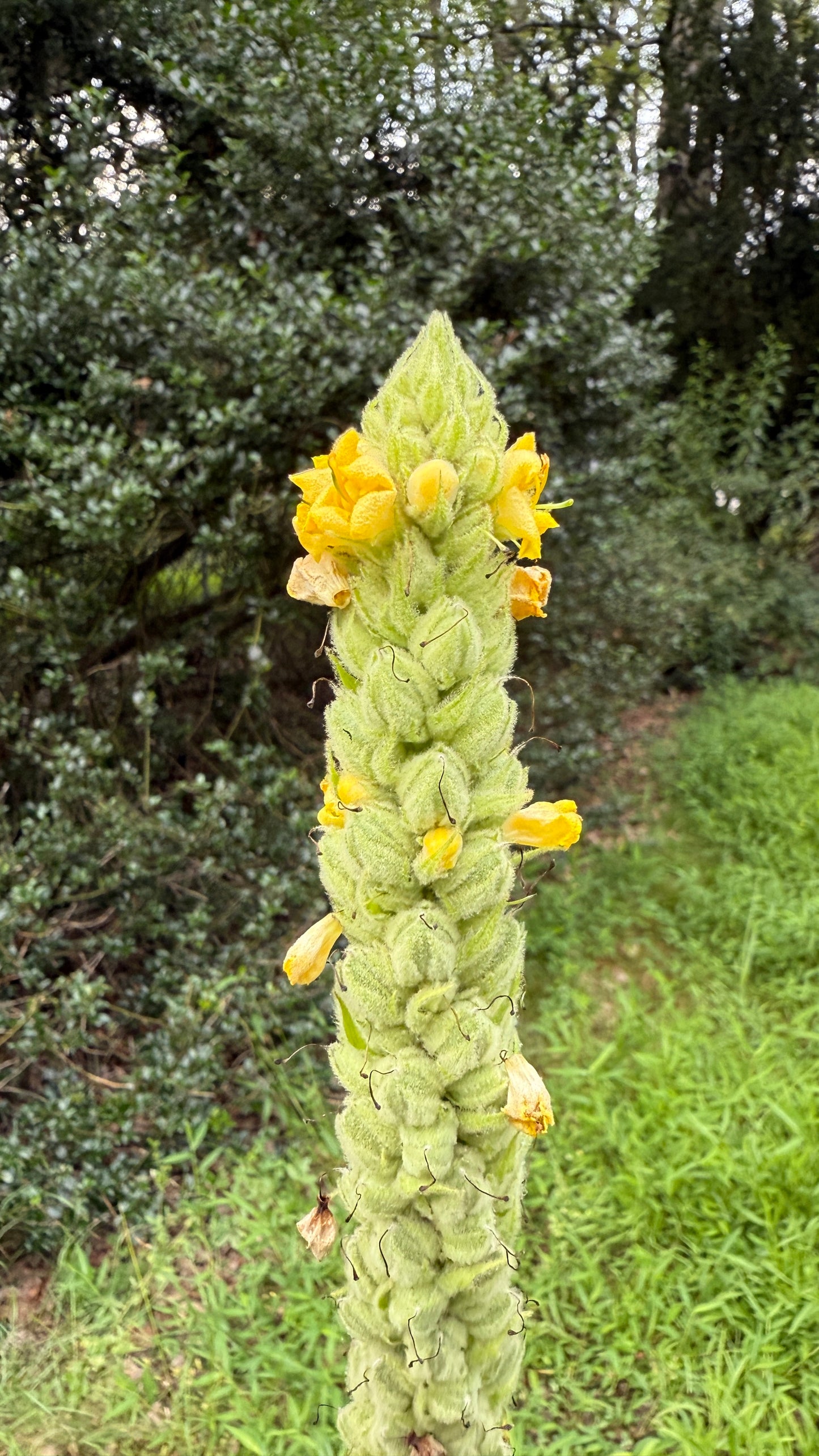 Mullein Tincture