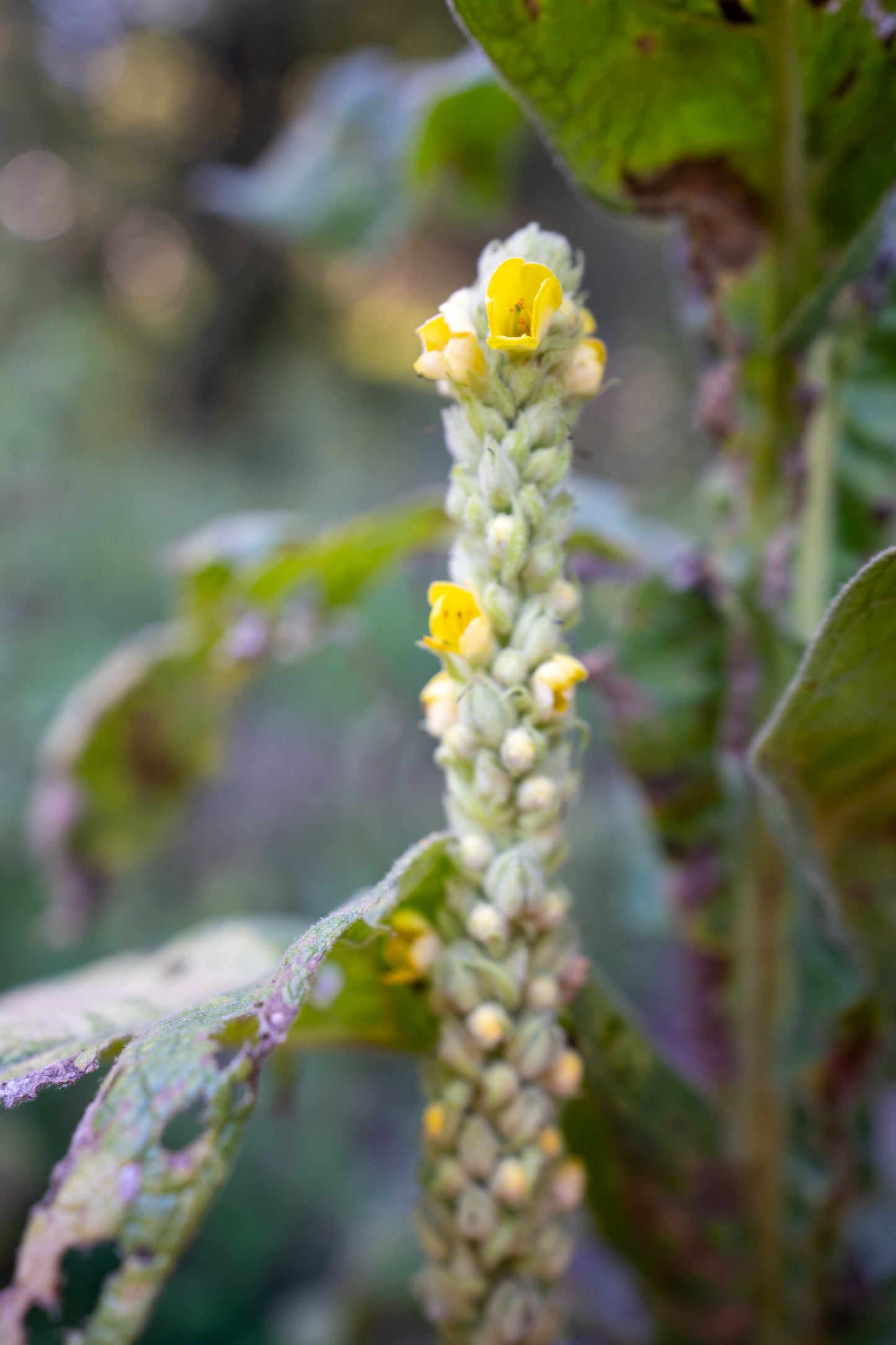 Mullein Tincture