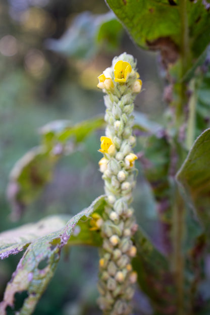 Mullein Tincture