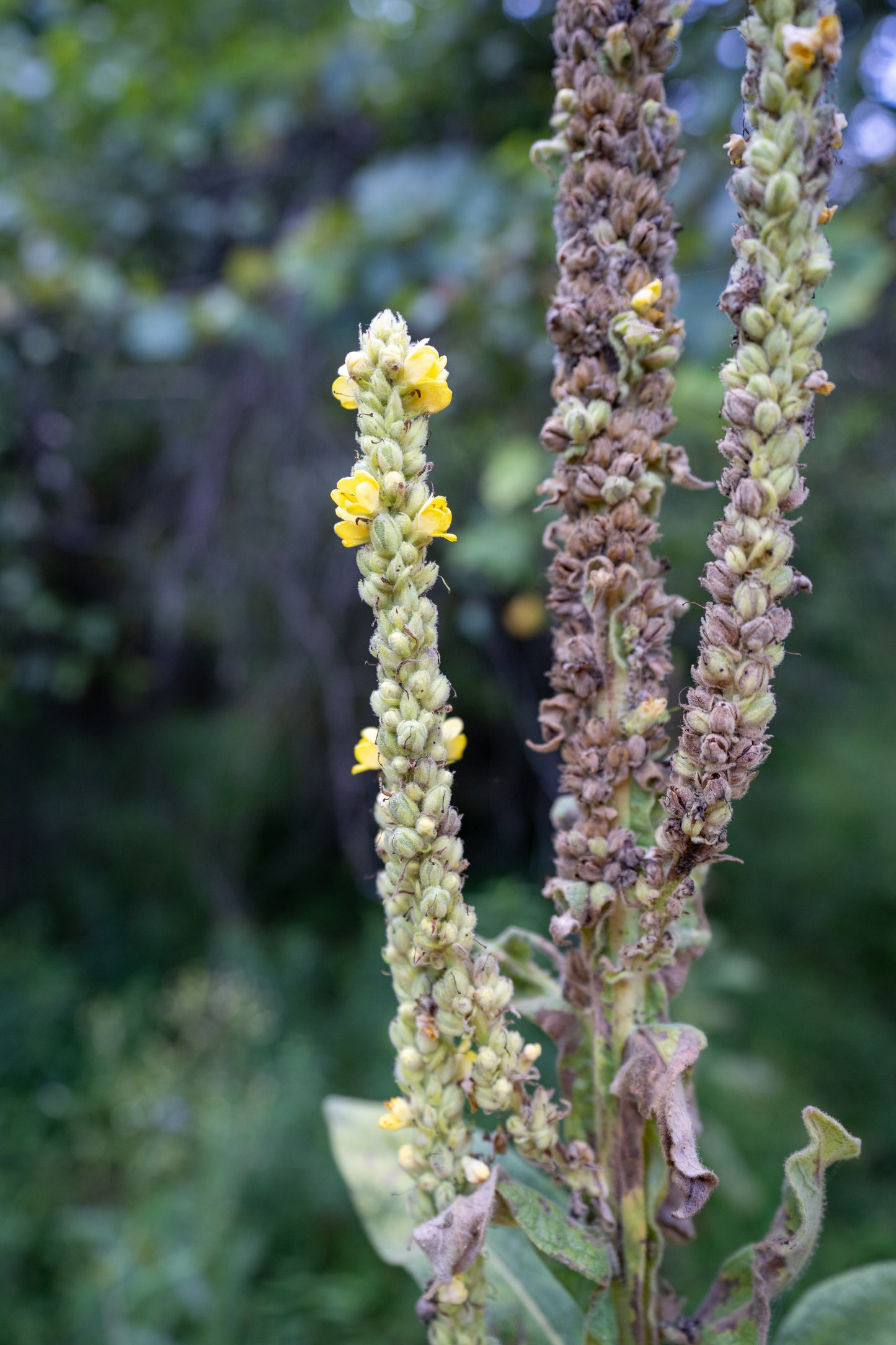Mullein Tincture