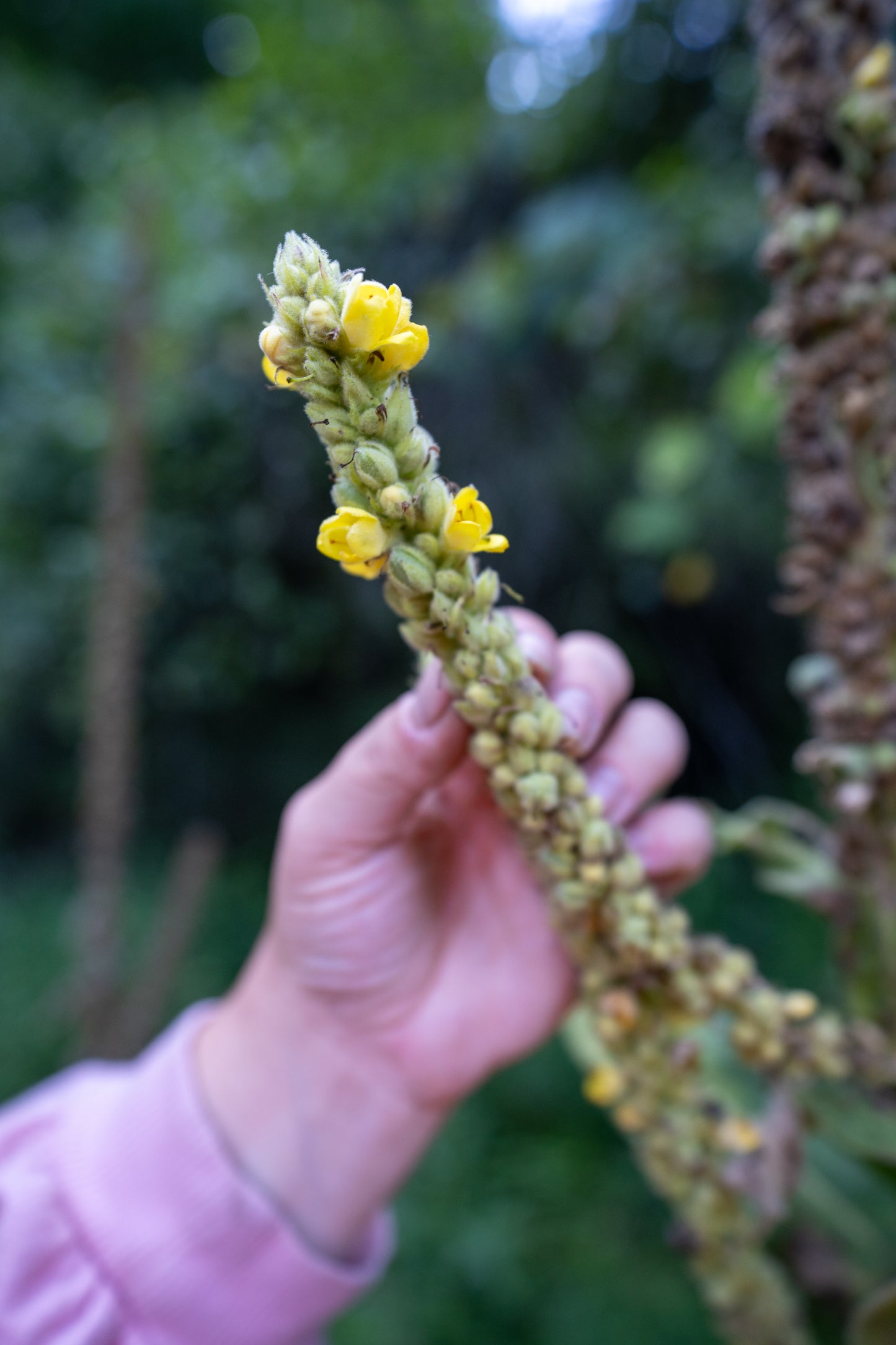 Mullein Tincture