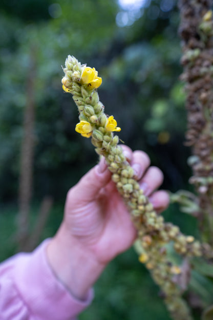 Mullein Tincture