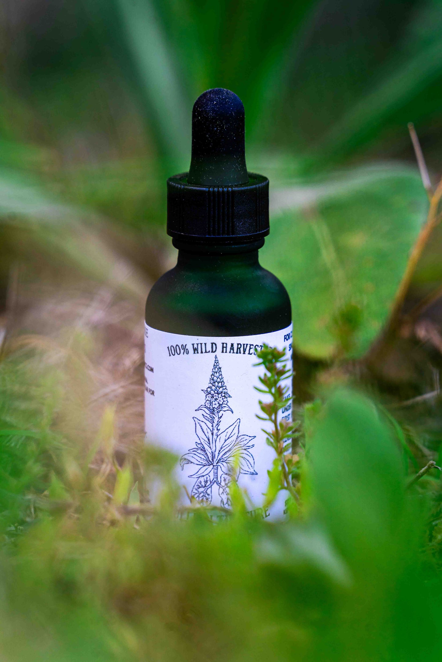 Mullein Tincture