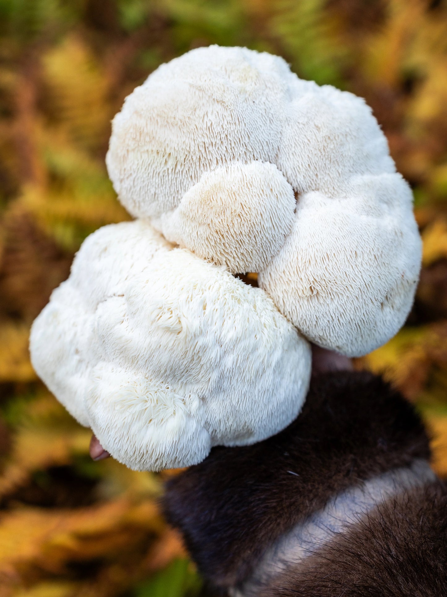 Lion's Mane Tincture