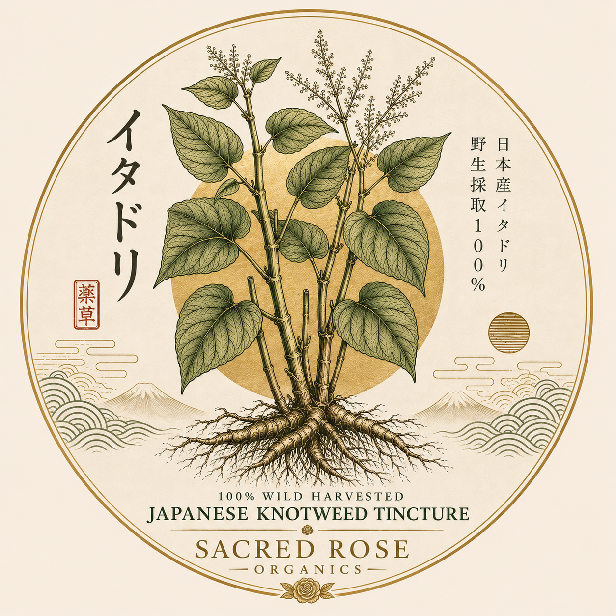 Japanese Knotweed Tincture